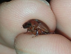 Maladera insanabilis