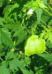 Cardiospermum halicacabum