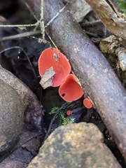 Sarcoscypha occidentalis