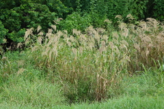 Echinochloa walteri