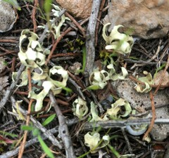 Xanthoparmelia semiviridis