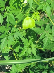 Cardiospermum halicacabum