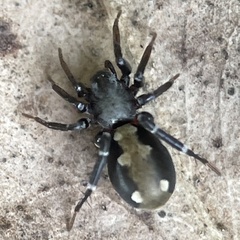 Corinnidae