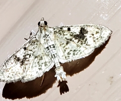 Palpita freemanalis
