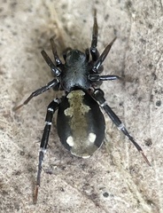 Corinnidae
