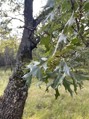 Quercus ellipsoidalis