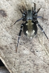 Corinnidae