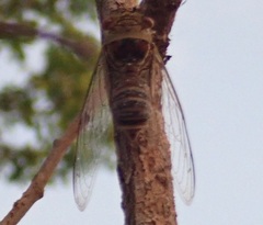 Macrotristria intersecta