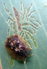 Notosacantha monilicornis