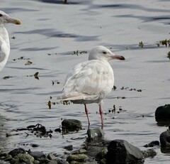 Larus glaucescens × hyperboreus