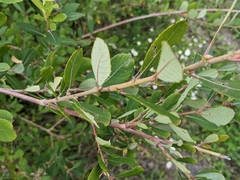 Salix atrocinerea