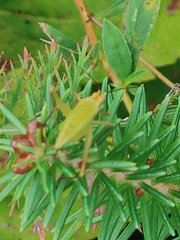Oecanthus nigricornis