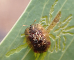 Notosacantha monilicornis