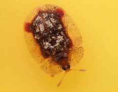 Notosacantha monilicornis