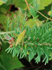 Oecanthus nigricornis