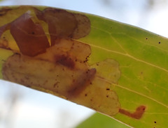 Notosacantha monilicornis