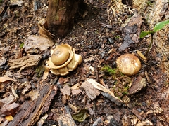 Geastrum triplex