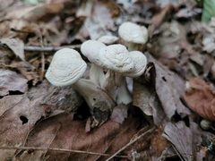 Asterophora lycoperdoides