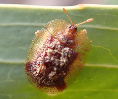 Notosacantha monilicornis