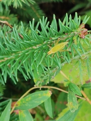 Oecanthus nigricornis