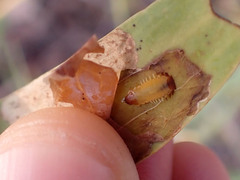 Notosacantha monilicornis