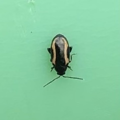 Phyllotreta striolata