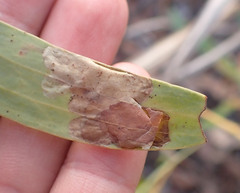 Notosacantha monilicornis