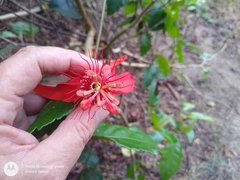 Passiflora quadriglandulosa