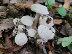 Asterophora lycoperdoides