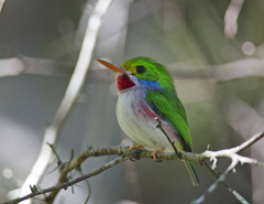 Todus multicolor