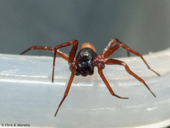 Corinnidae
