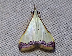 Autocharis hedyphaes