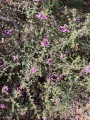 Tetratheca thymifolia