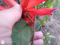 Passiflora quadriglandulosa