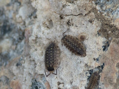 Porcellio