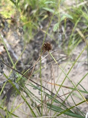 Cyperus lupulinus