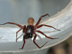 Corinnidae