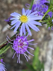 Eurybia hemispherica