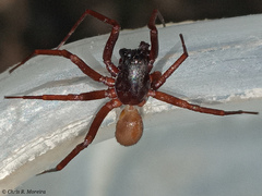 Corinnidae