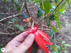 Passiflora quadriglandulosa