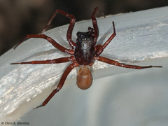 Corinnidae