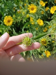 Helianthus maximiliani