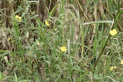 Ludwigia octovalvis