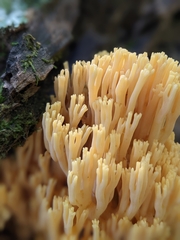 Ramaria