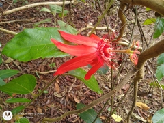 Passiflora quadriglandulosa