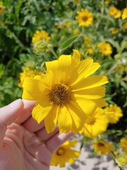 Helianthus maximiliani