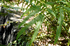 Gleicheniaceae