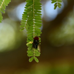 Chrysomya megacephala
