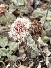Eriogonum latifolium