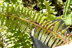 Gleicheniaceae